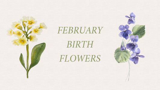 February Birth Flowers and Their Meanings