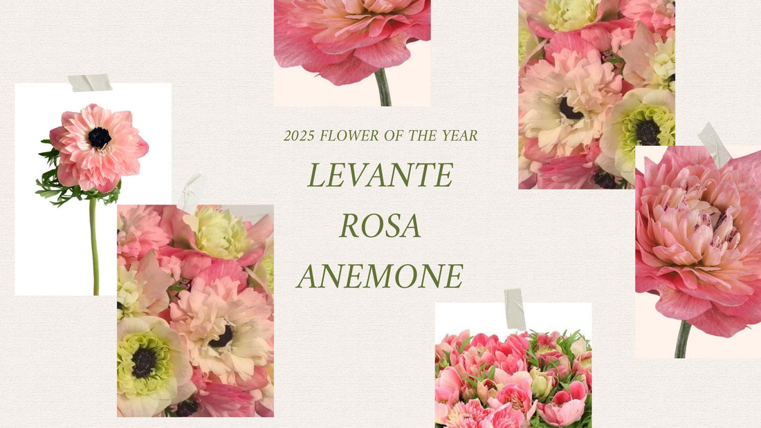 2025 Flower of the year: Levante Rosa Anemone