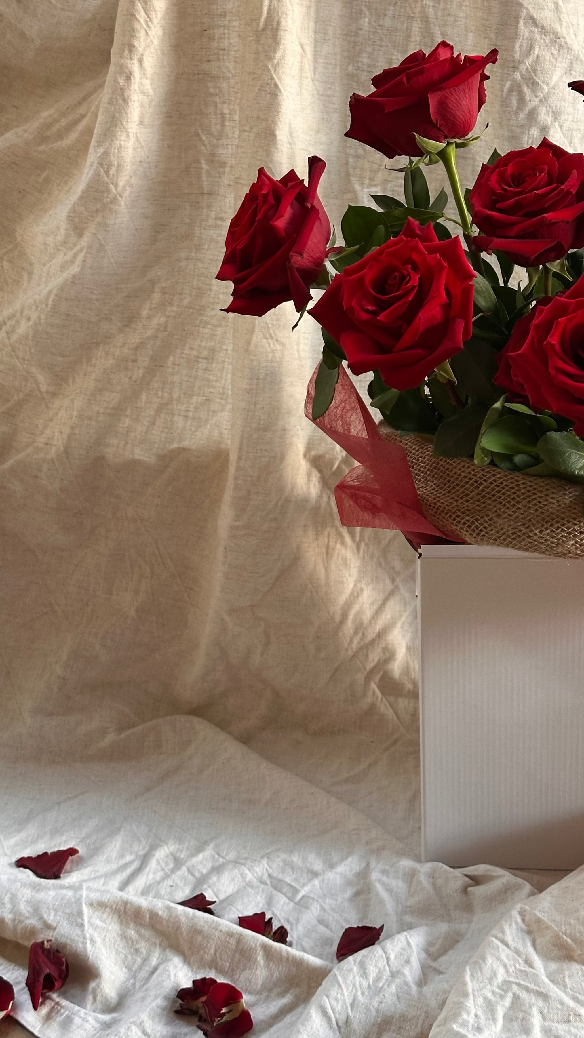 valentine's day roses